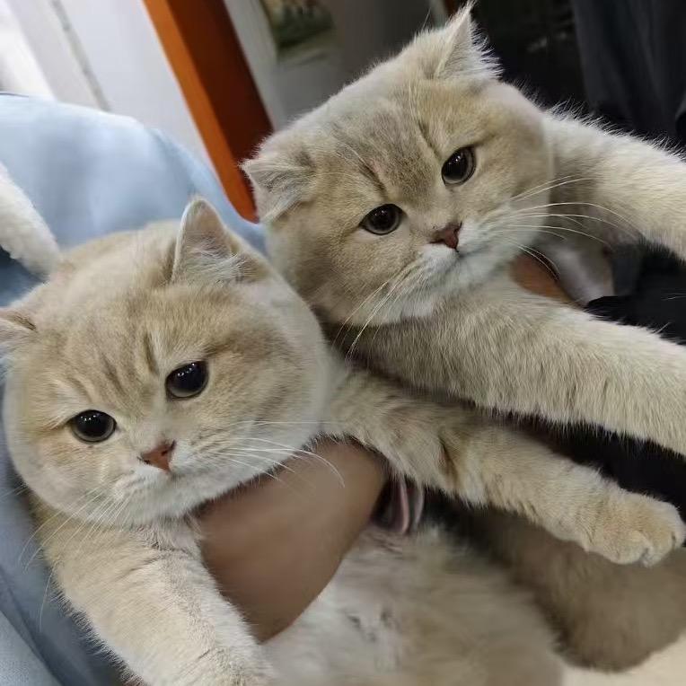 金条是只金渐层🥰