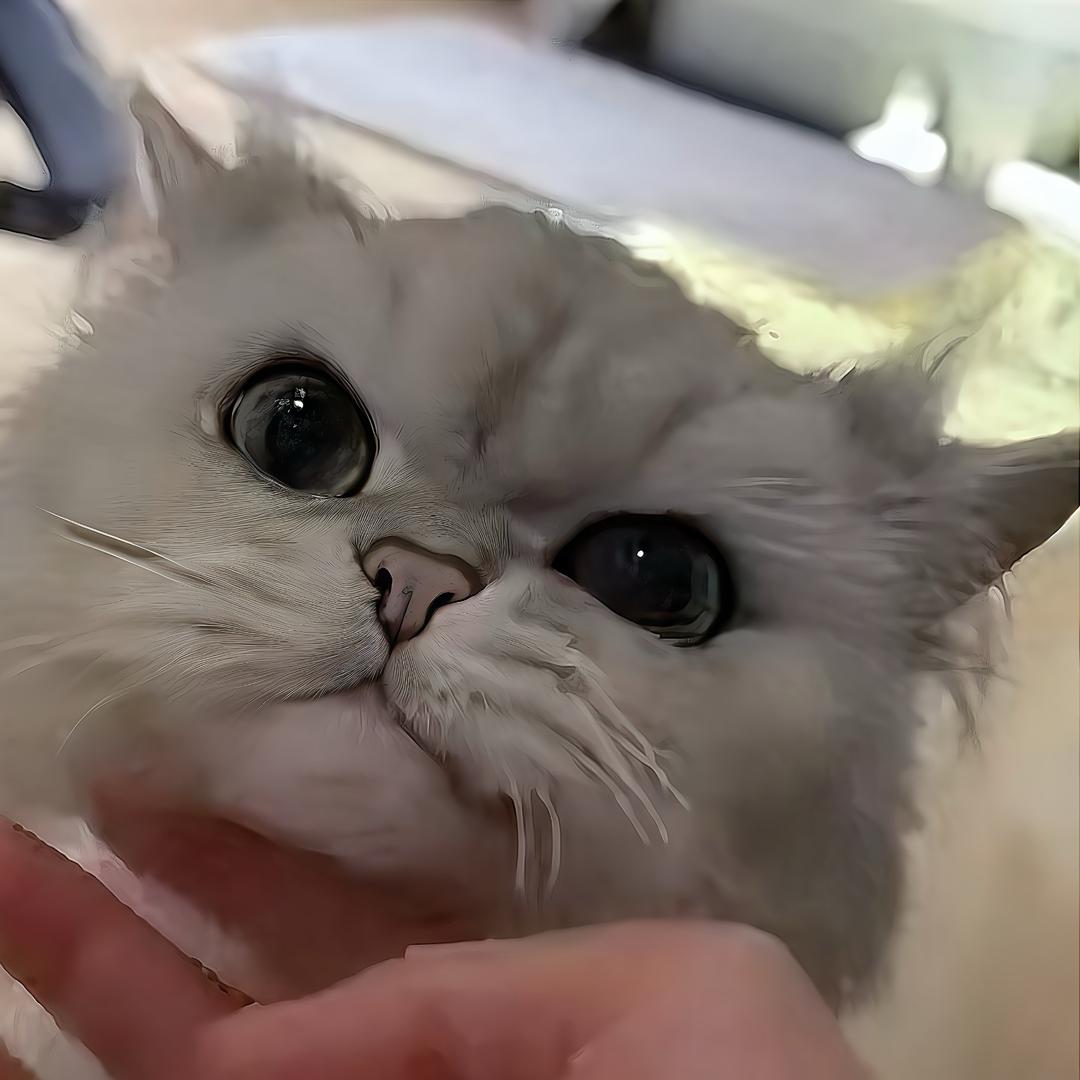 宫本的老老头👴🏻