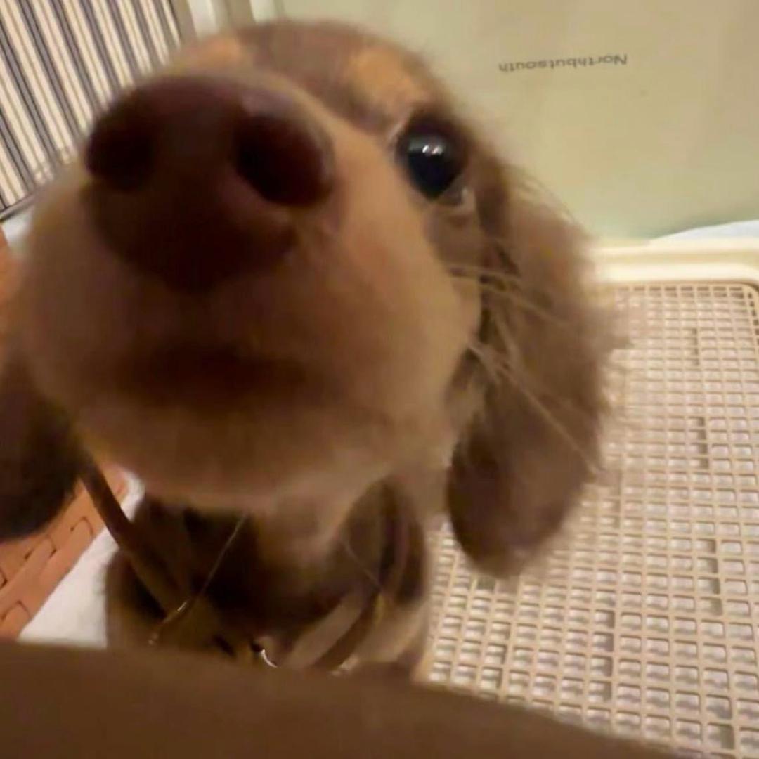 迷惑行为艺术家