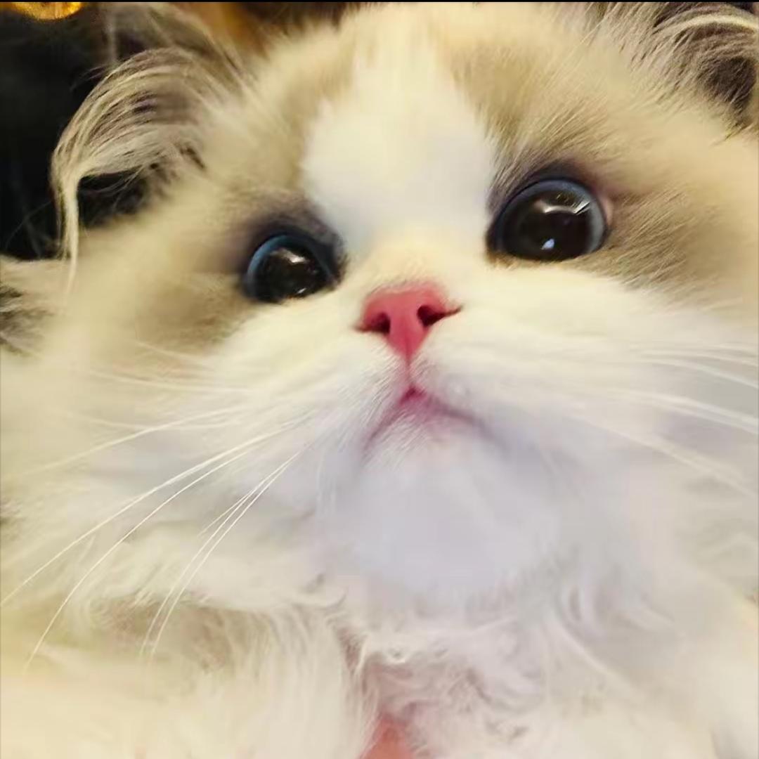 淘喵喵-淘猫