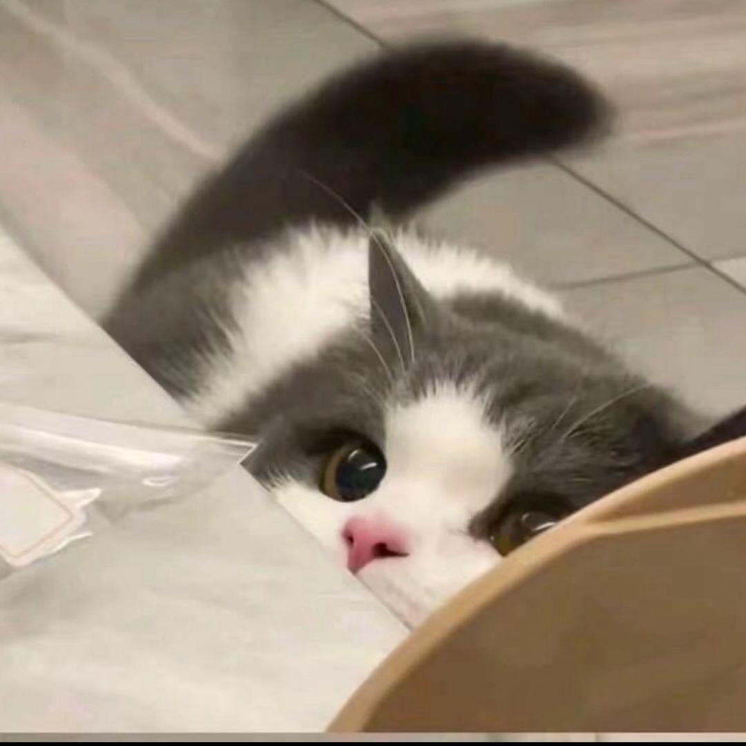 邕有球 潘潘（招助教）