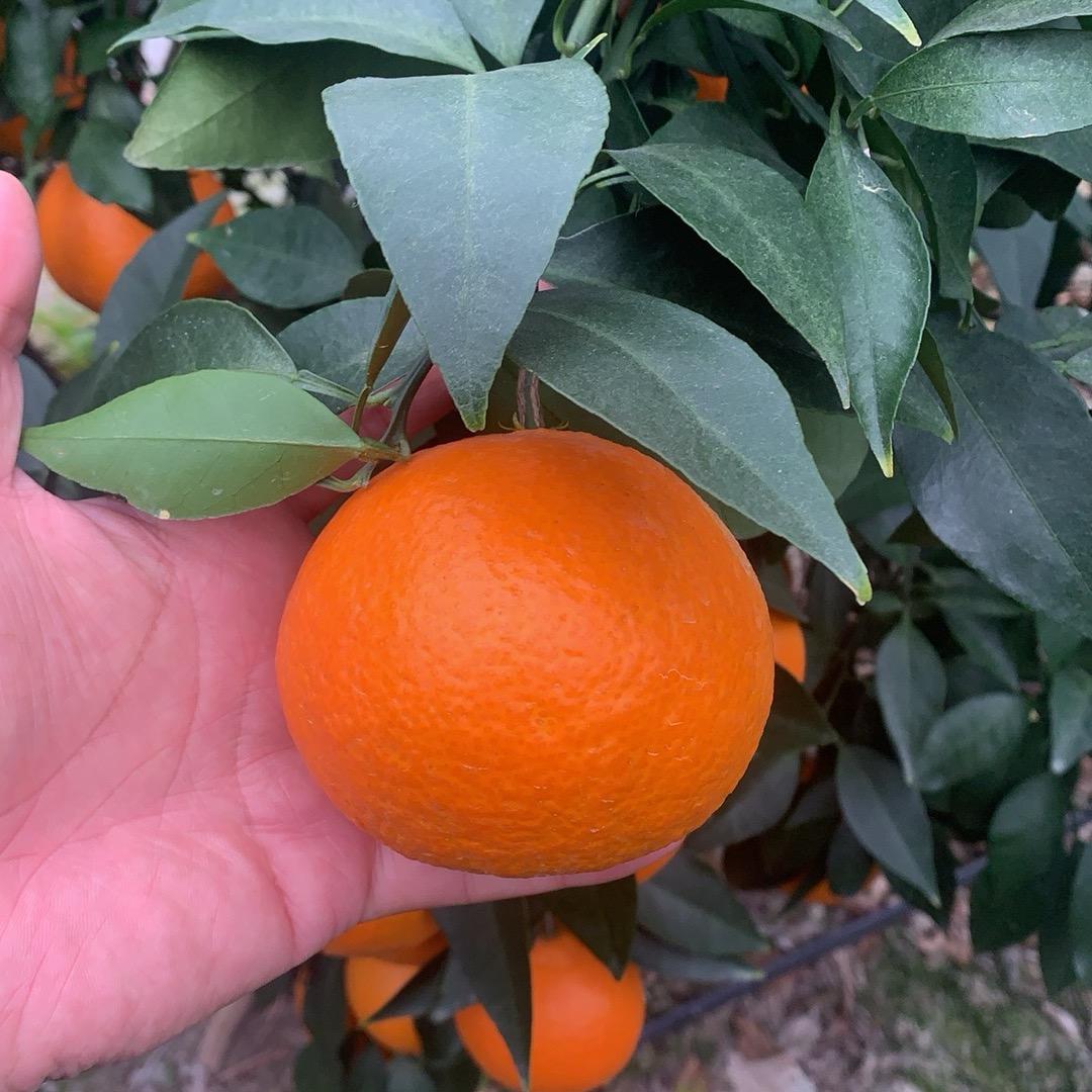 水果姐姐👍源头好果