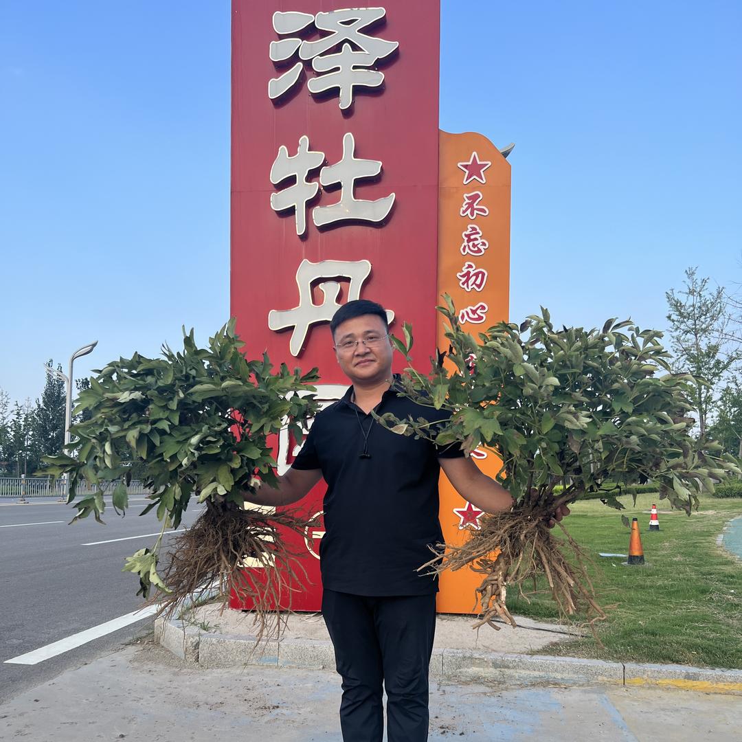 菏泽牡丹园官方直播店