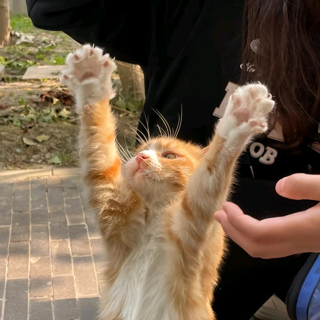 辣椒酱会飞