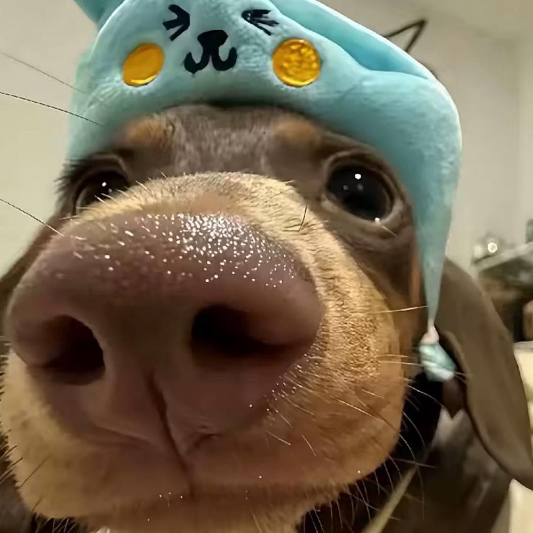 小狗狗