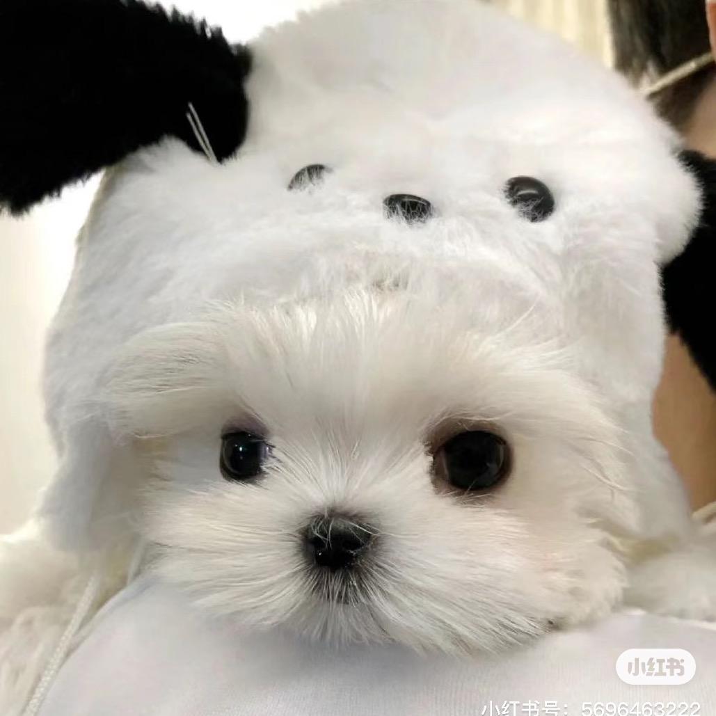 婷狗狗狗