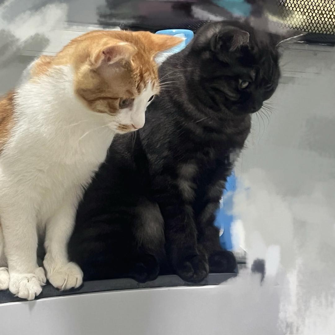 小橘子🍊手作🧶