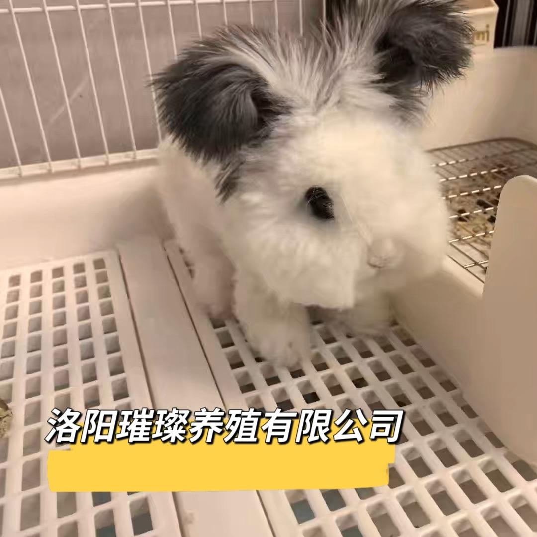 洛阳璀璨养殖有限公司
