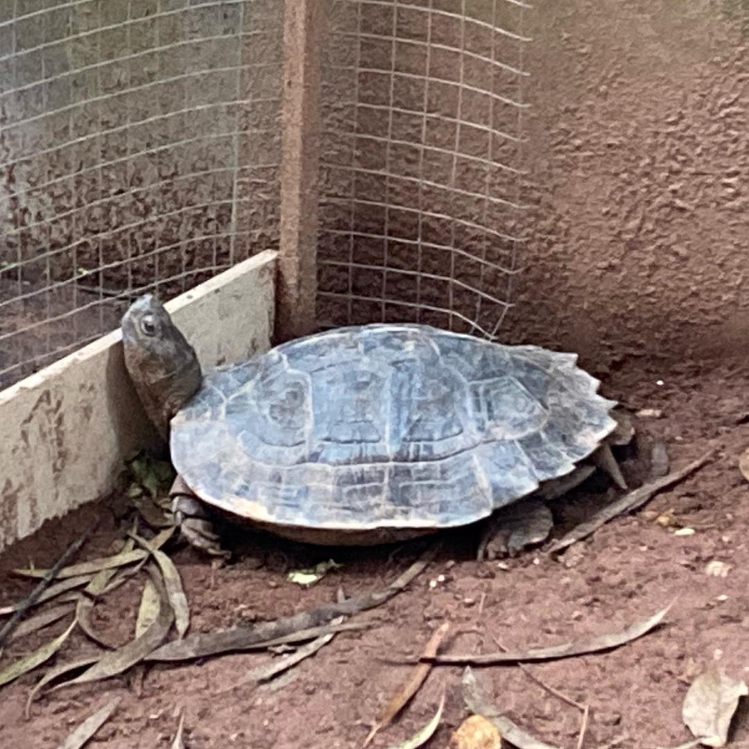 一只没梦想的🐢