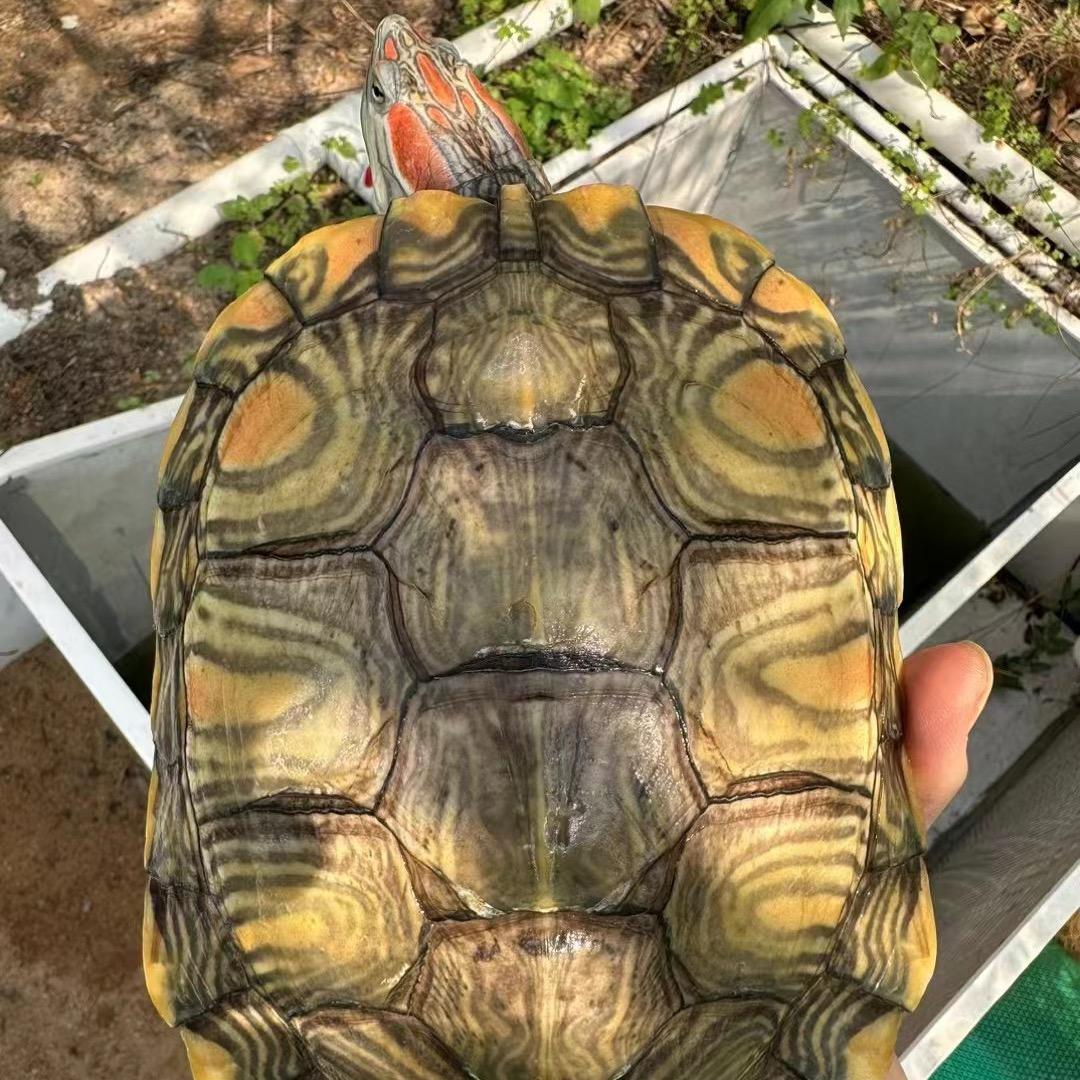 爱龟名屋家的龟