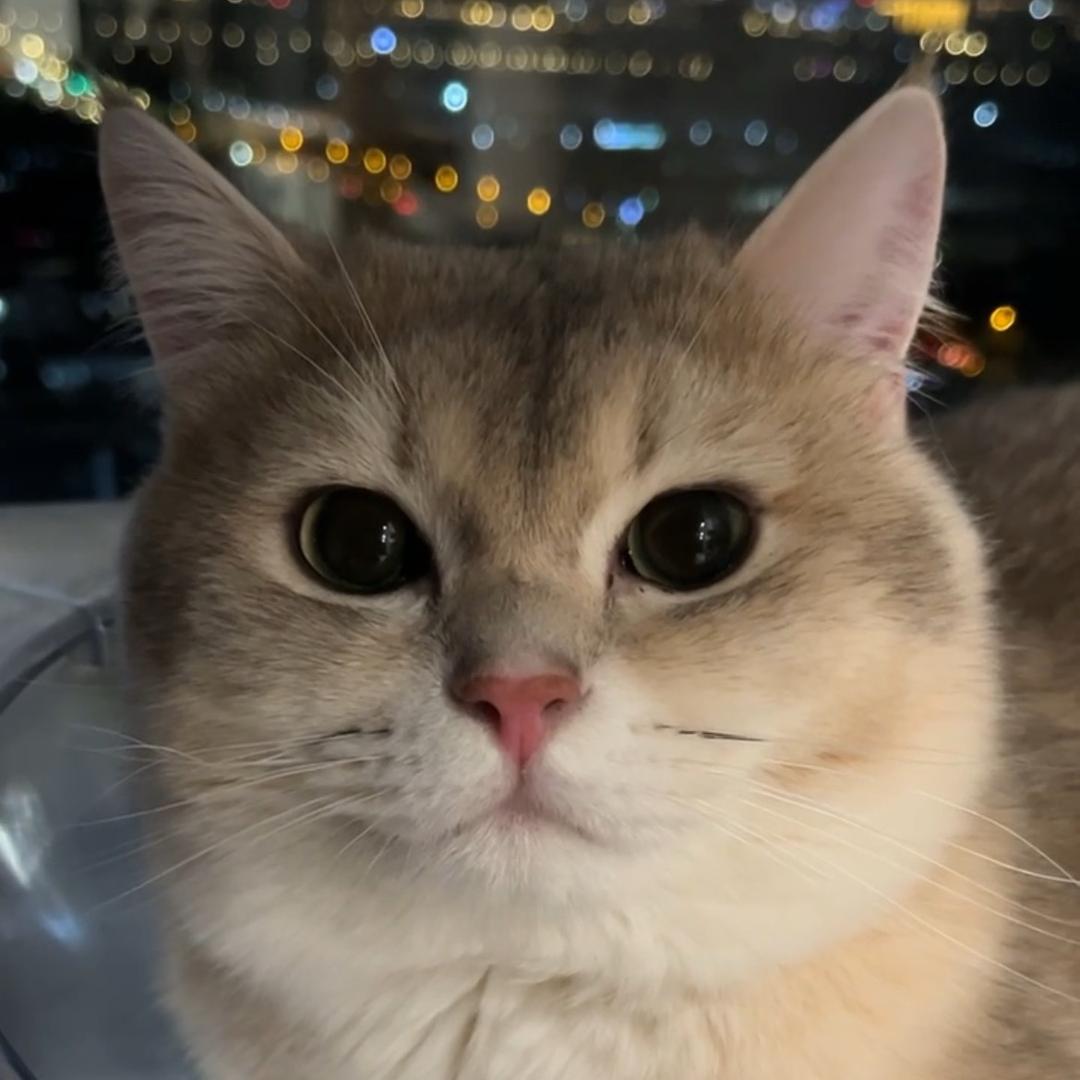 岛上的林跟陆上的猫