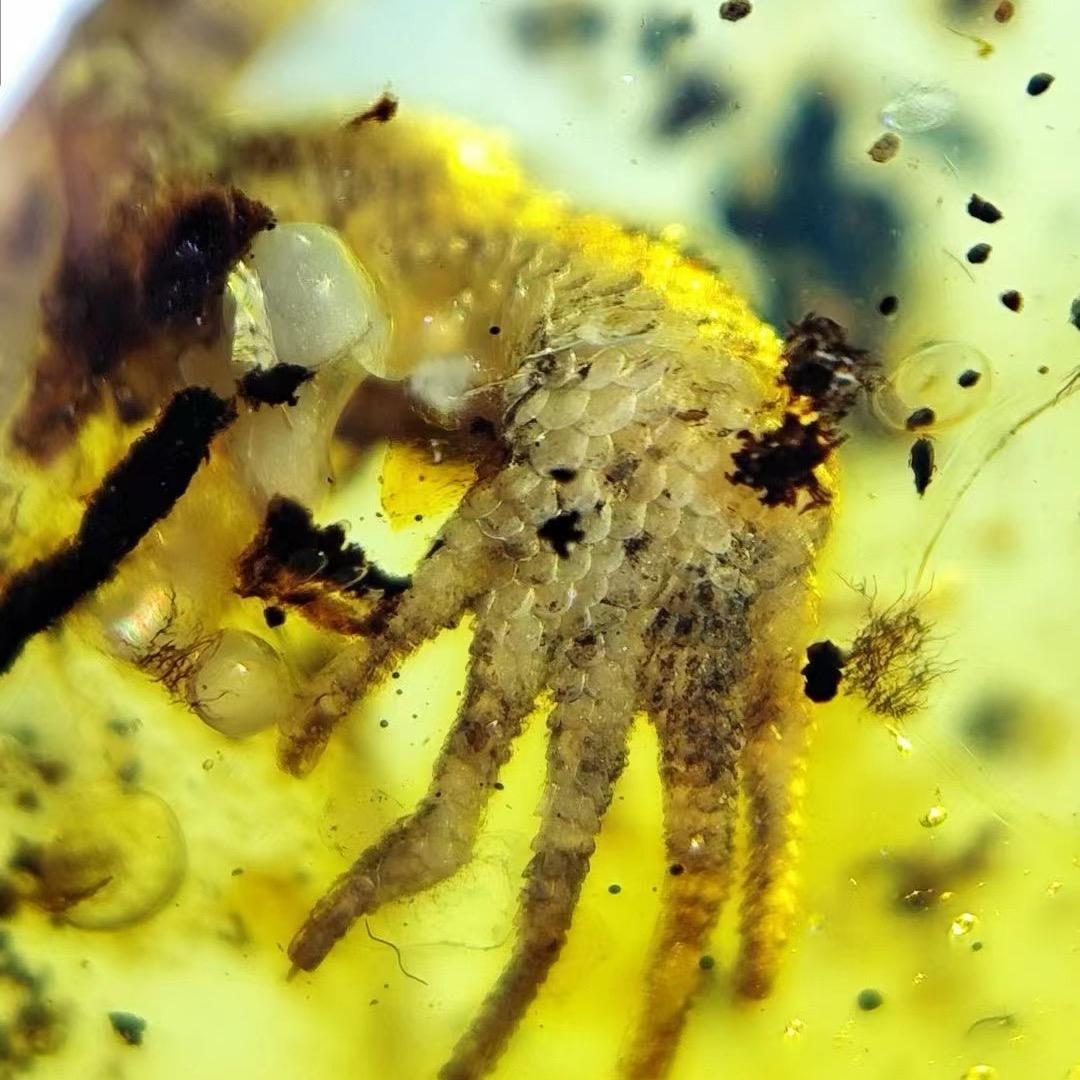 重返白垩纪虫珀馆