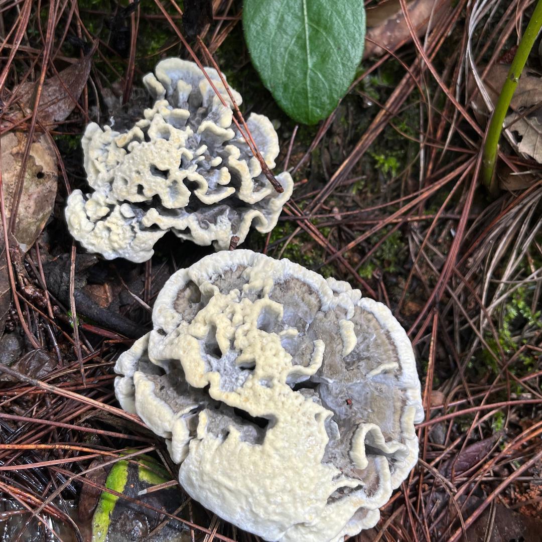 菌王'草莓奶奶