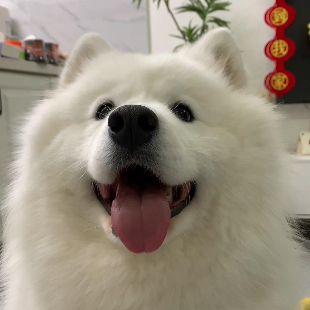 萨摩耶汤圆