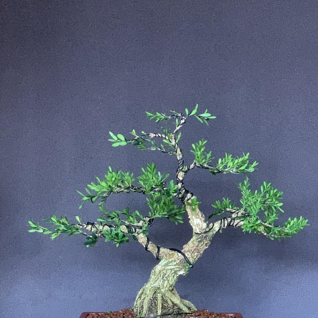 利捷