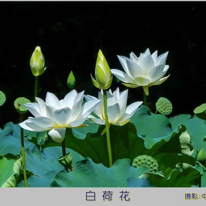 💕甜心💕