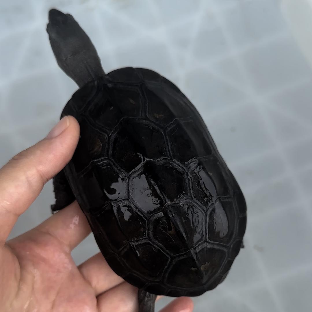 憨憨家的龟