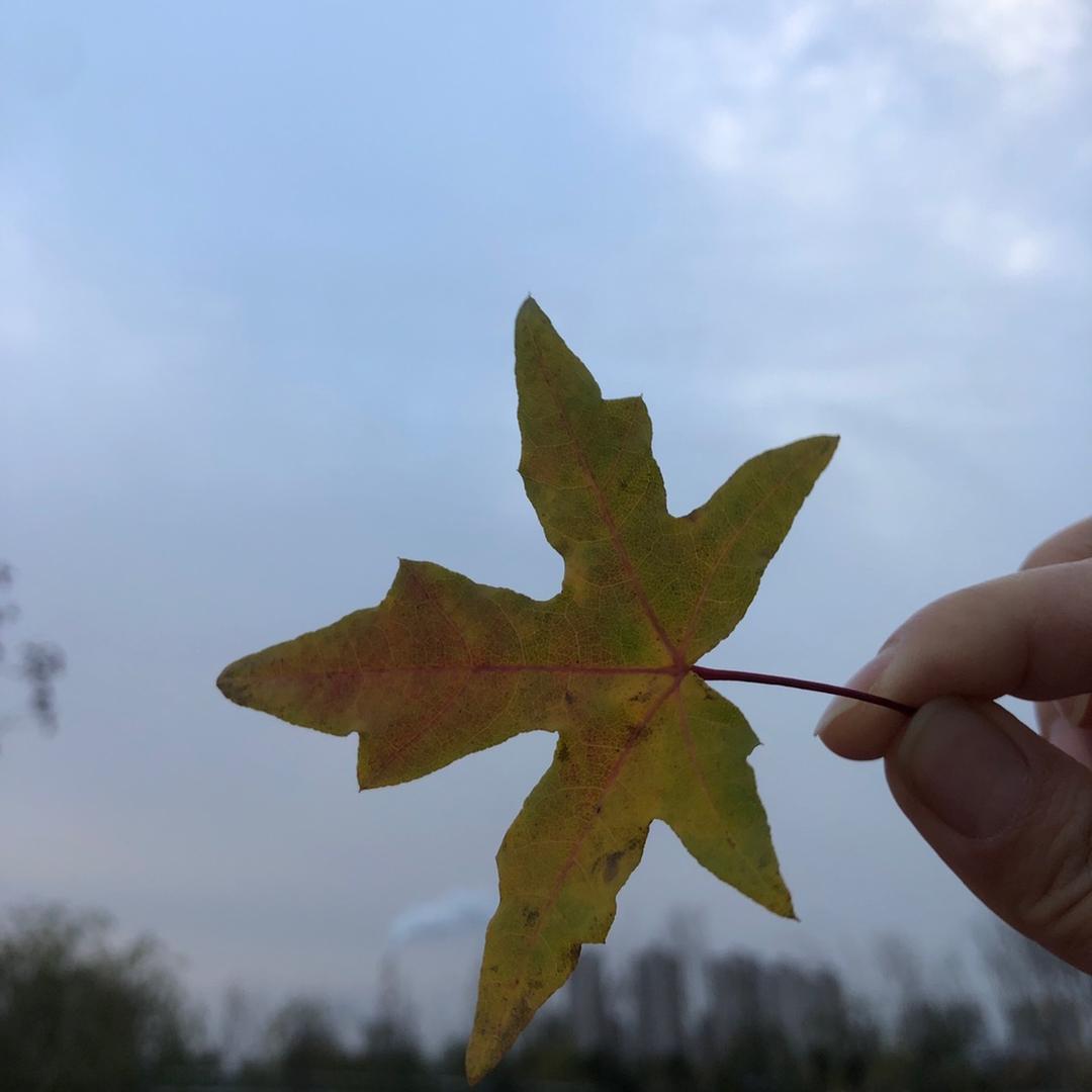 柠檬不加糖