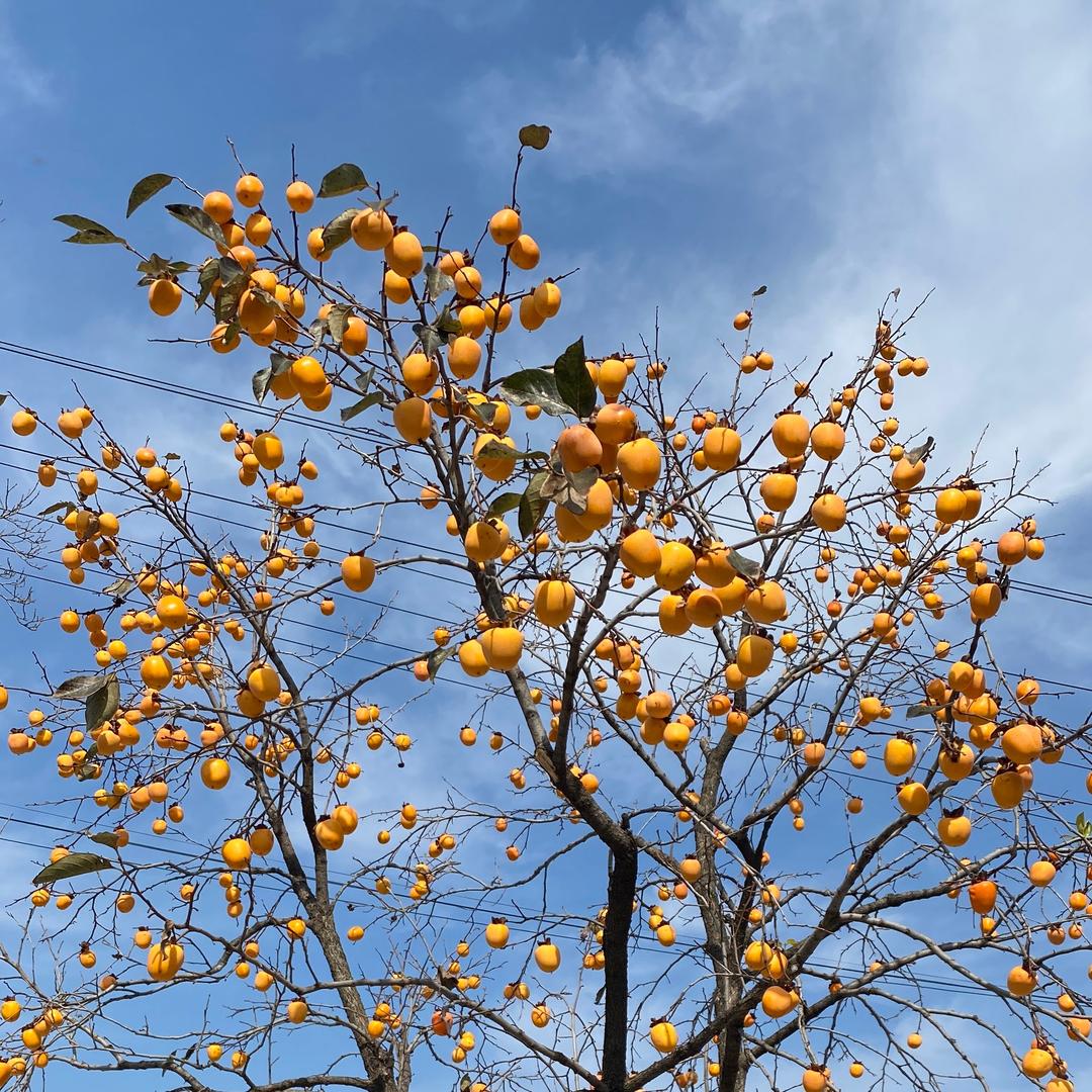 Ly2005紫薇花