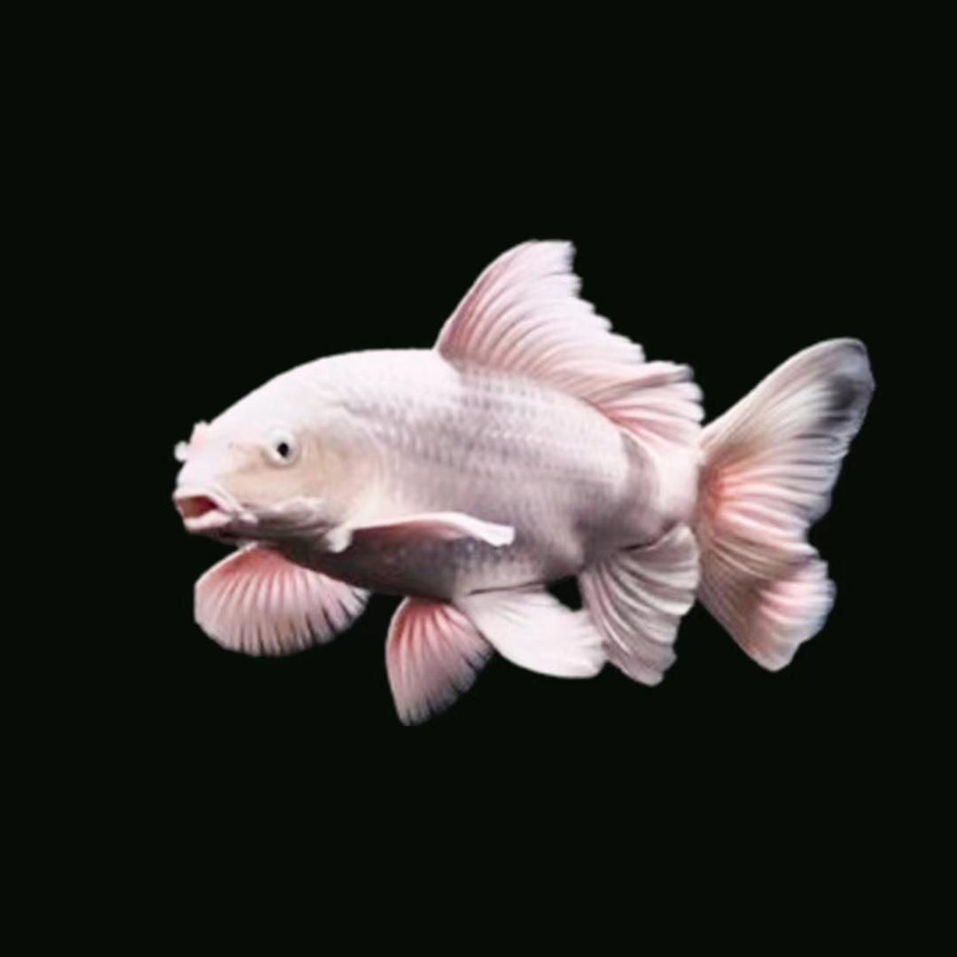 粤东千赢蝴蝶鲤