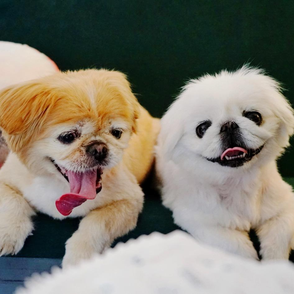 京巴🐶小主儿