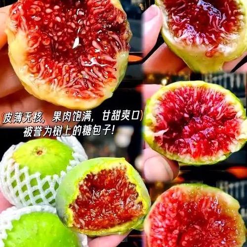正宗威海青皮无花果