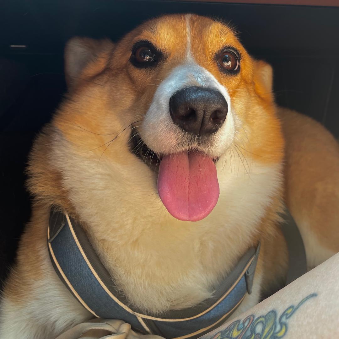 哈咯狗基🐶