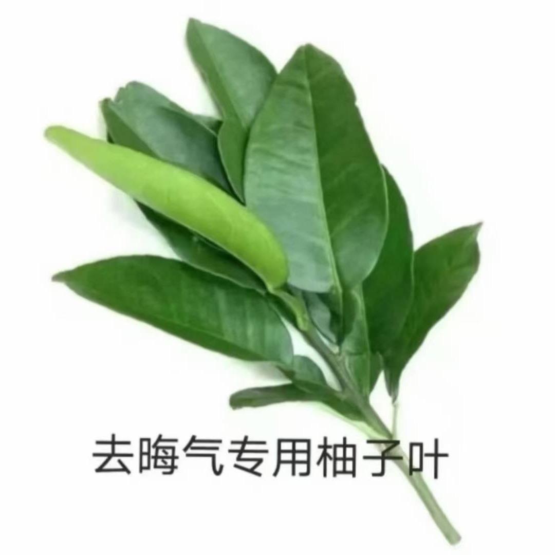 🍃🍃🍃
