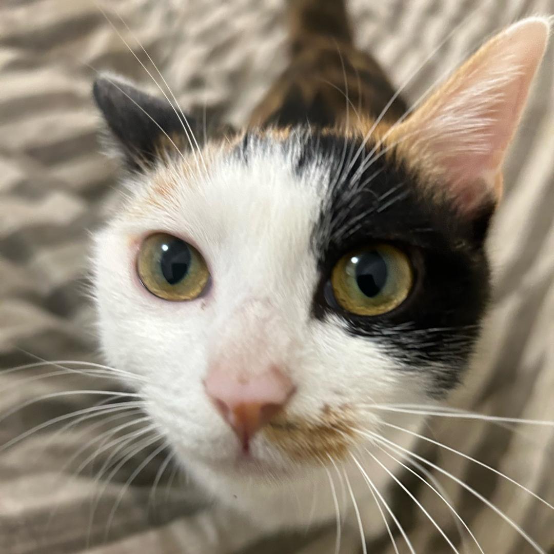 我有一只三花猫