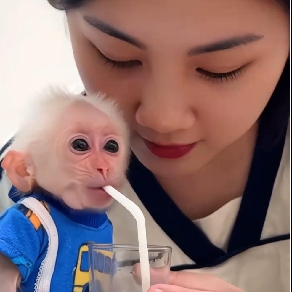 可爱萌猴：拉妹妹.小乐乐