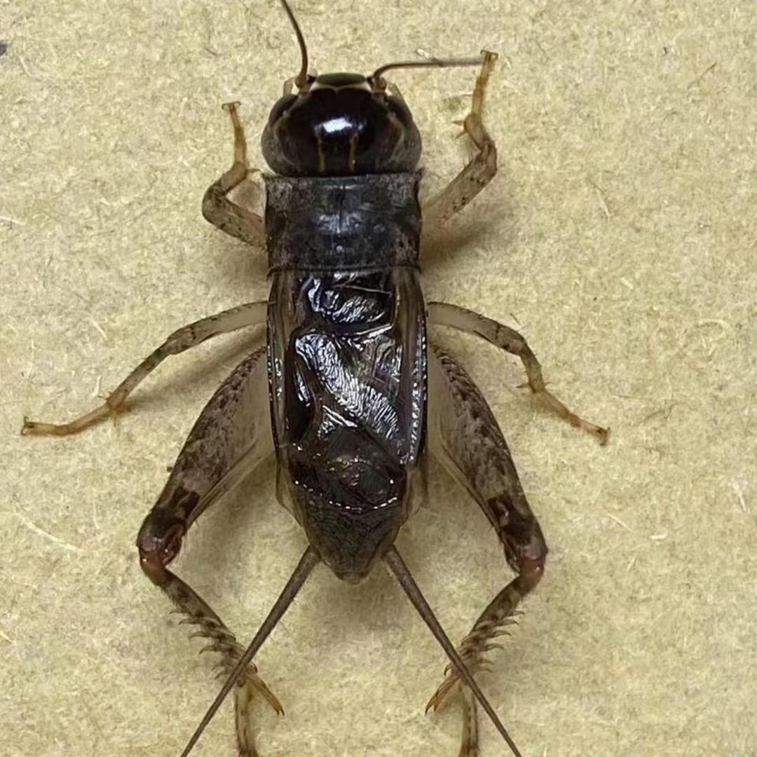 夜鸣蟋