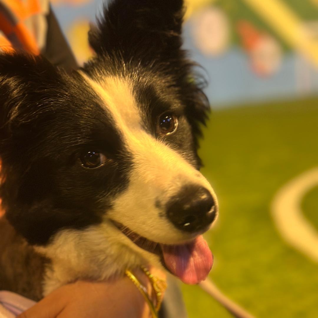 边牧🐶¹⁹⁹⁴赵呆呆