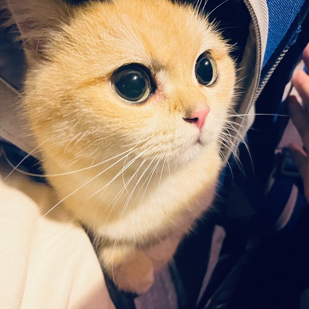 小Y