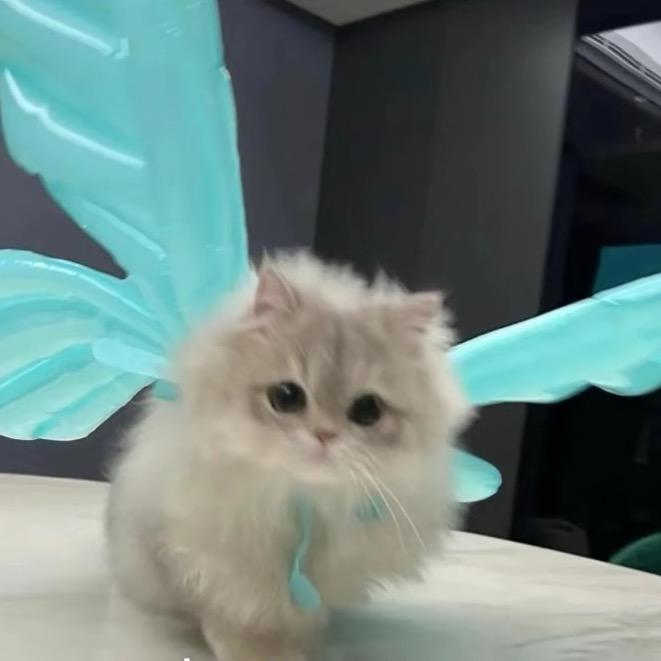 幼幼🪼