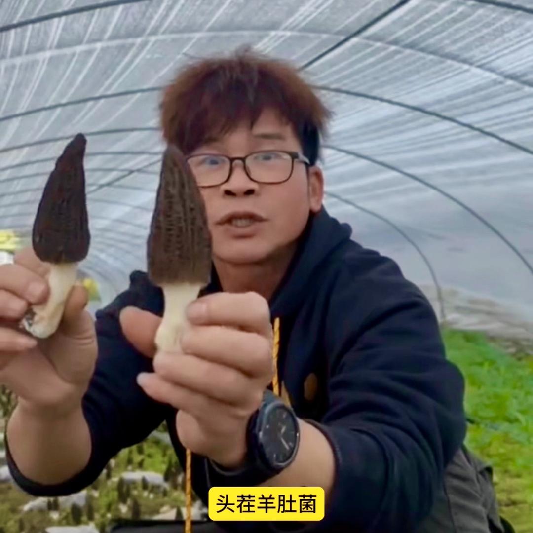 阿仟.山野仟菌