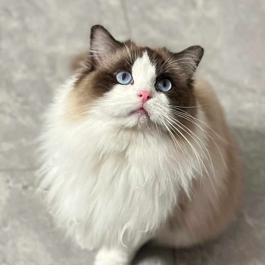 叫将军的布偶猫