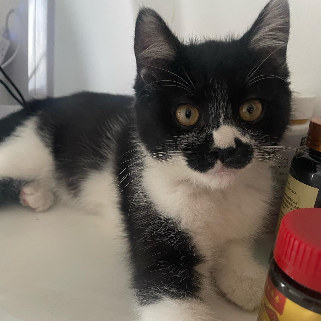 摩卡是只🐱