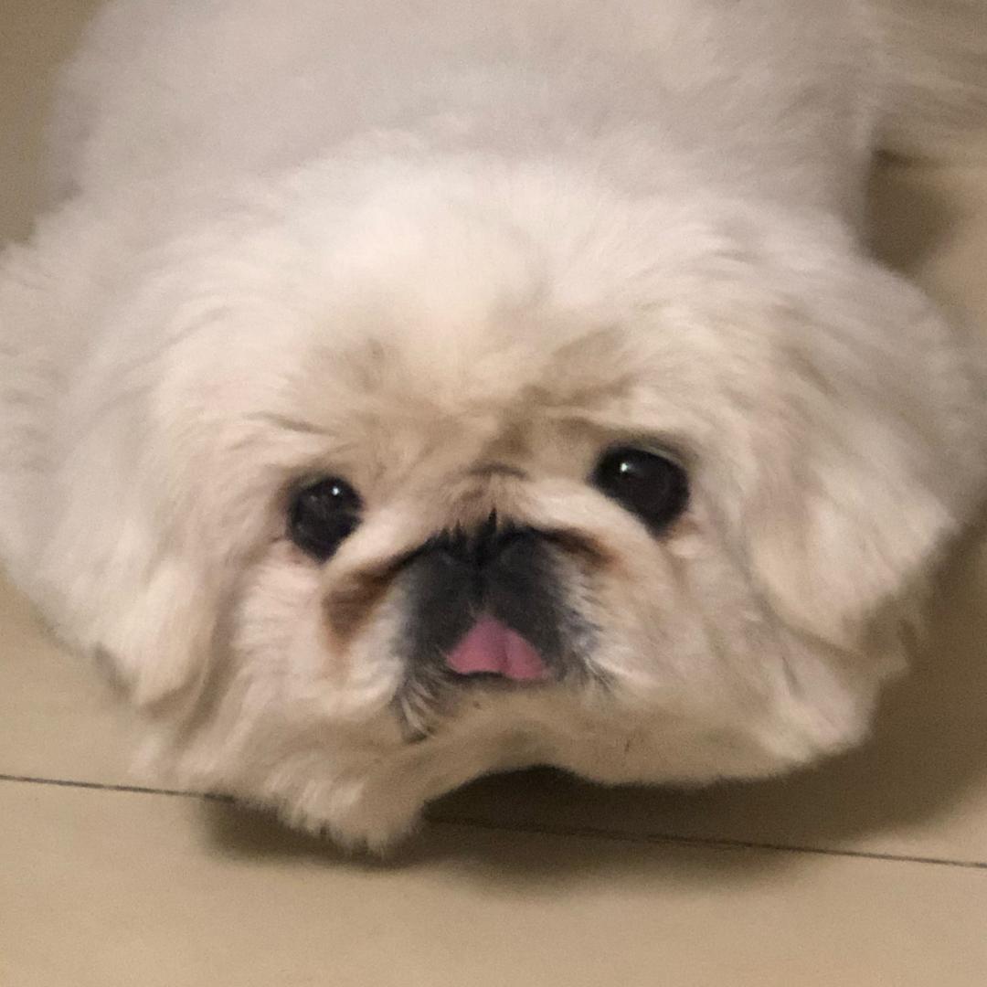 Yogurtβ