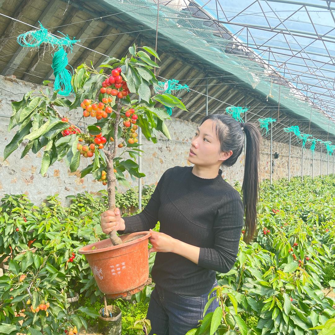 樱桃盆栽江北果树盆栽