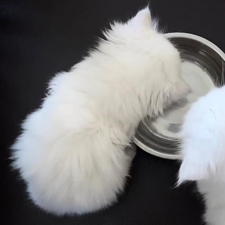 芳菲里项目-鱼鱼🫧