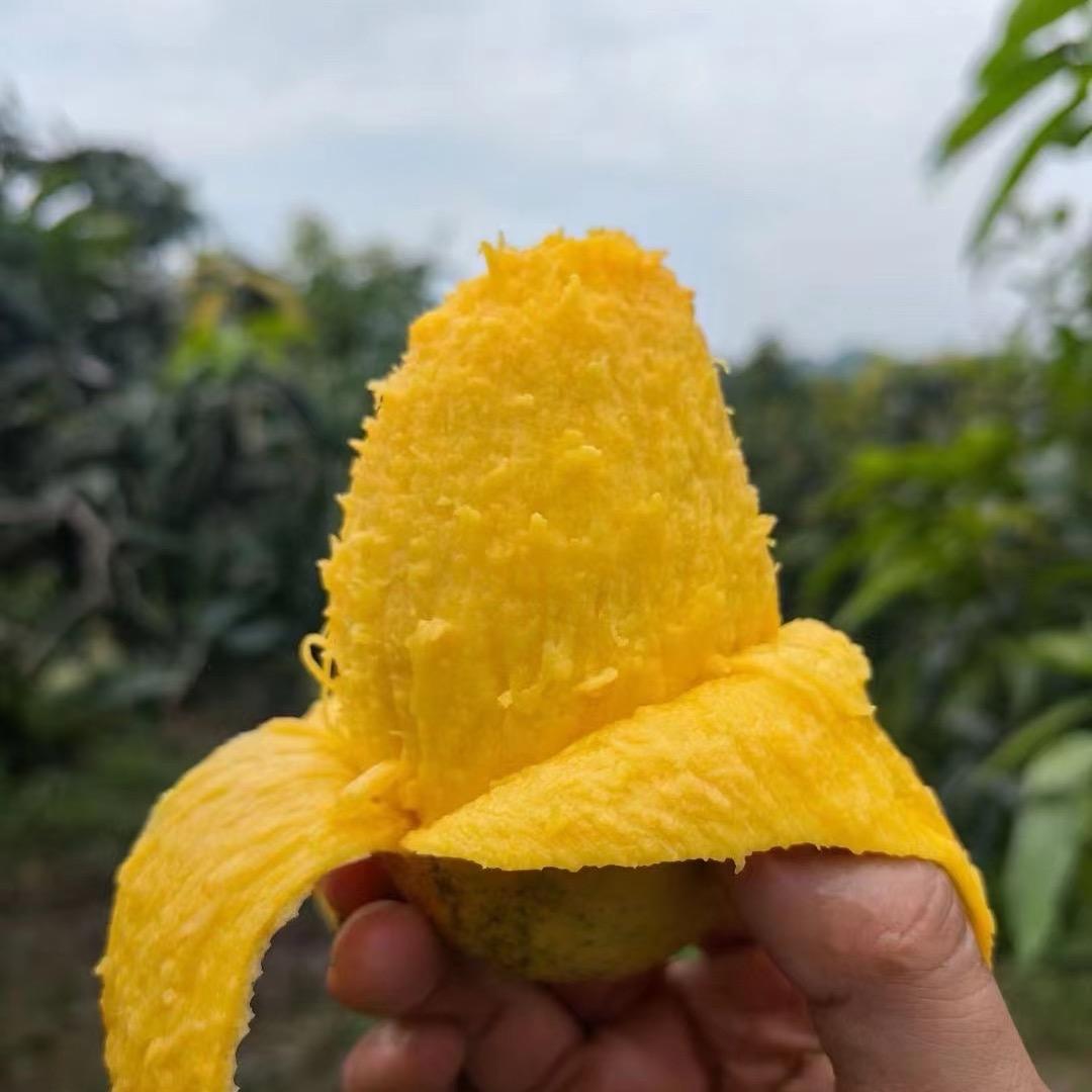 芒锅锅🥭