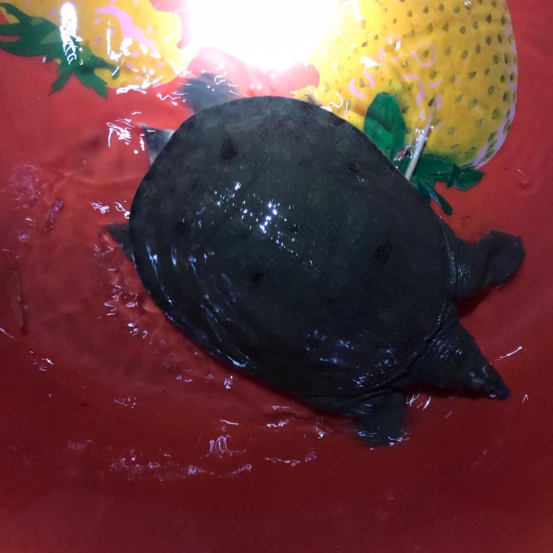 户外摸鱼抓虾