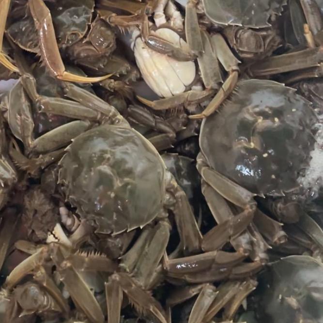 丁丁水产批发🦀