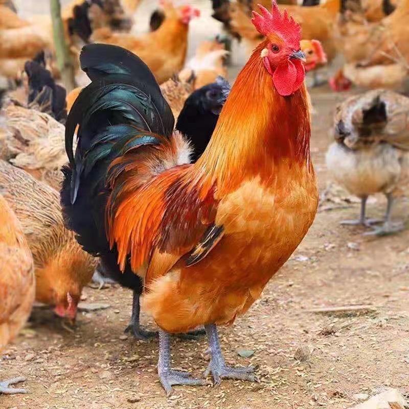 鼎杰散养跑山鸡.土鸡. 🐔博士