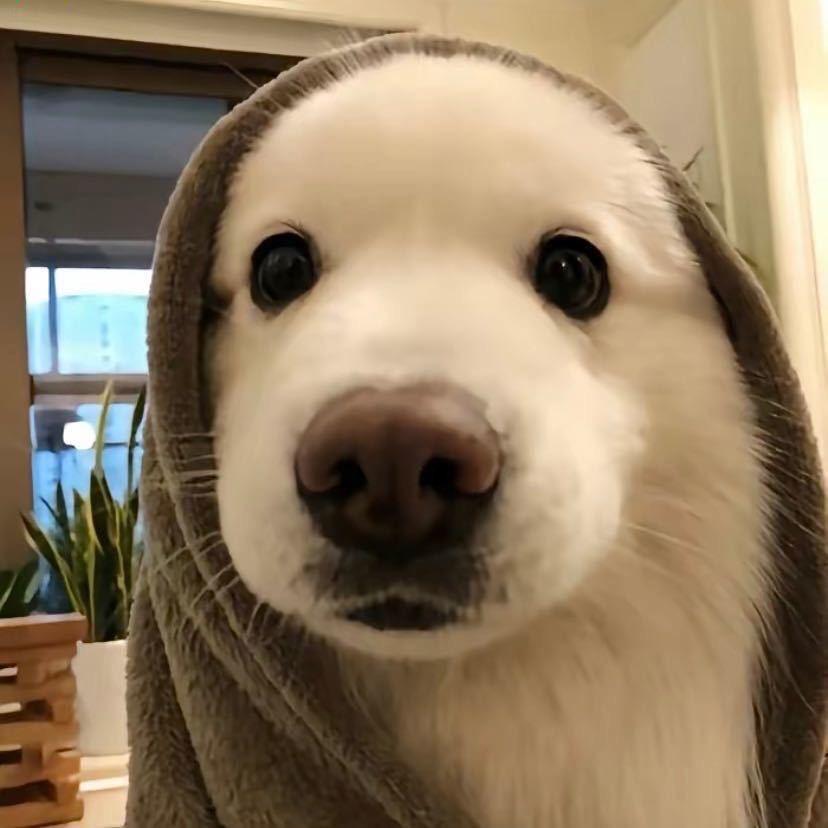 北极企鹅