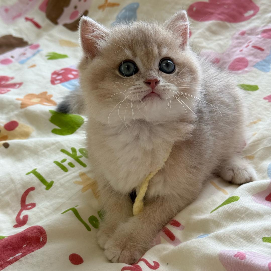 百V是只小奶猫