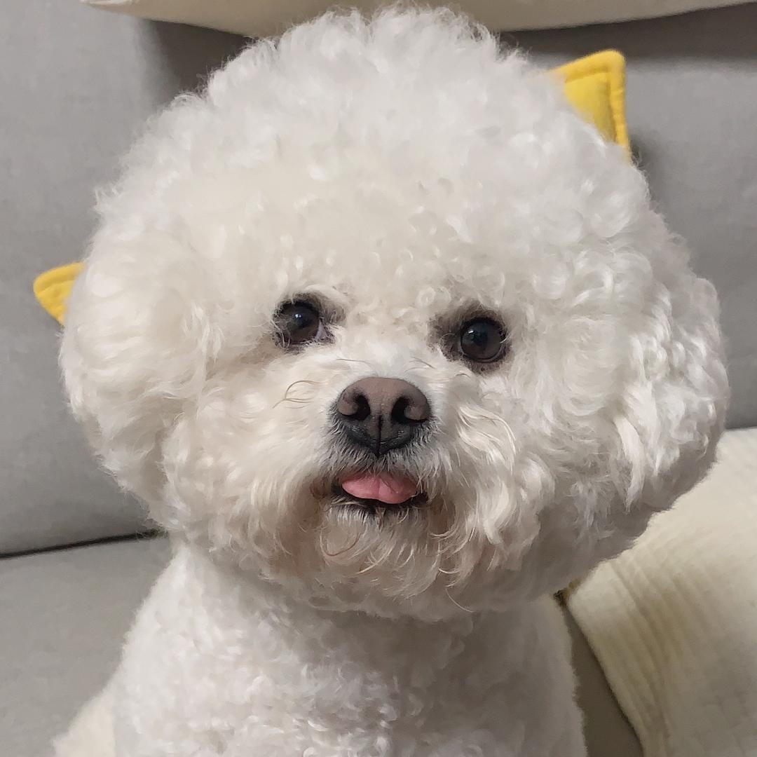 比熊球球不是肉球