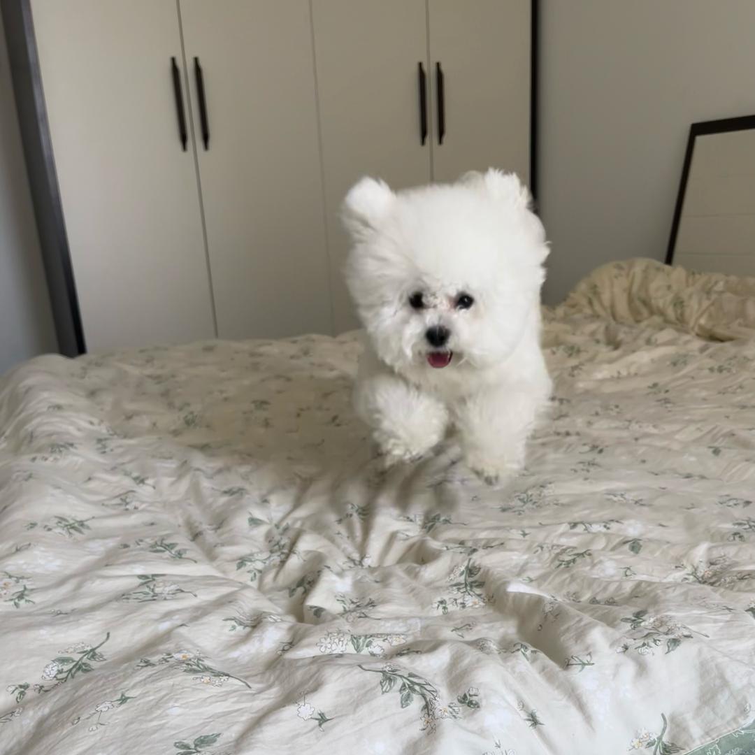 吱乌猪