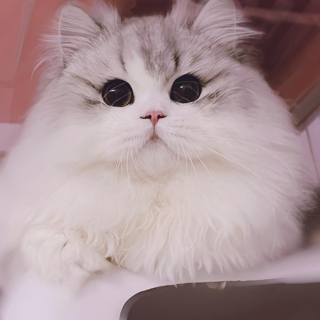 ✨缪司塔缇✨