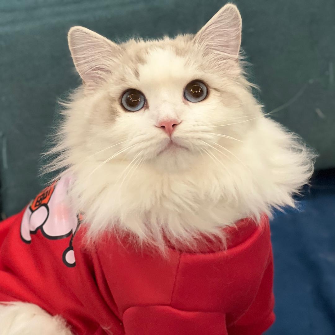 雪梦和它的猫猫们